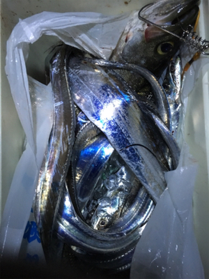 タチウオいい感じ