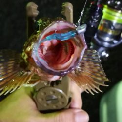 アジング練習20