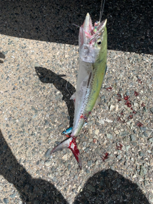 遠征ショアジギング