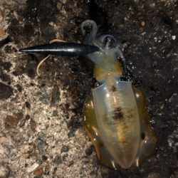 ナイトエギング