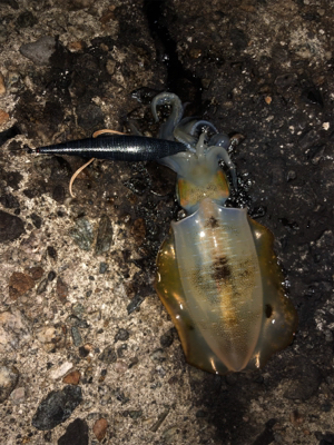 ナイトエギング