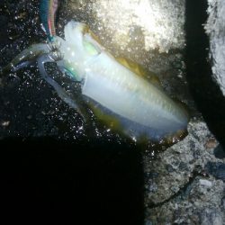 アオリイカ6杯! 釣り場ゴミ多し!!