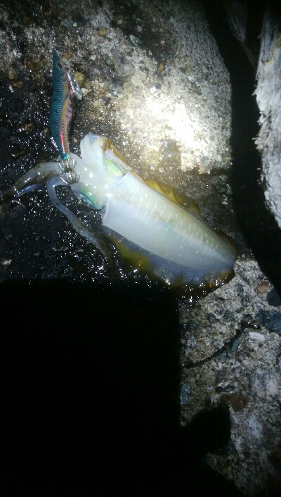 アオリイカ6杯! 釣り場ゴミ多し!!