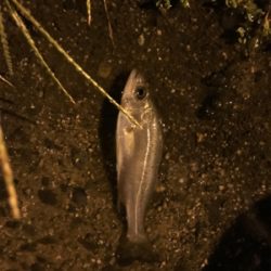 久々ライトゲーム