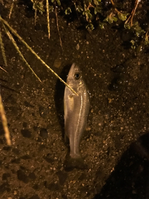 久々ライトゲーム