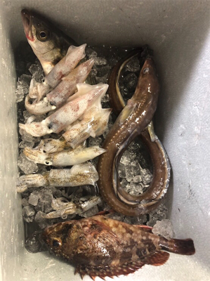 ちょこっと釣行