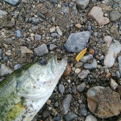 今日も子バス釣り