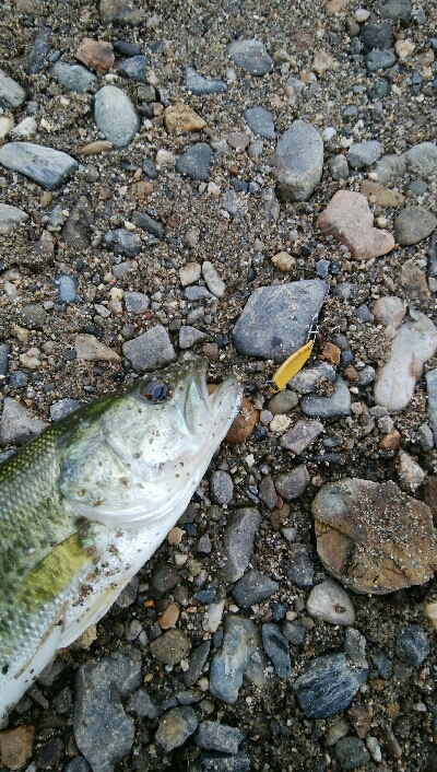 今日も子バス釣り