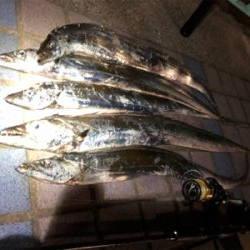 朝夕のタチウオ2ラウンド