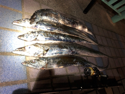 朝夕のタチウオ2ラウンド