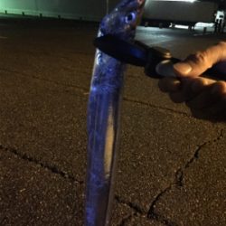 タチウオまずまず