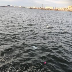 サヨリ狙いのはずが