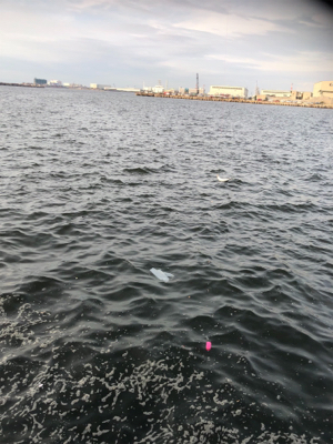 サヨリ狙いのはずが