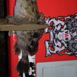 アジング練習21