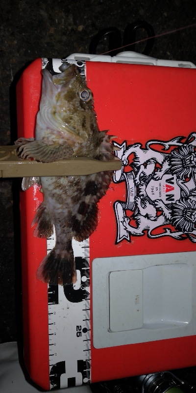 アジング練習21