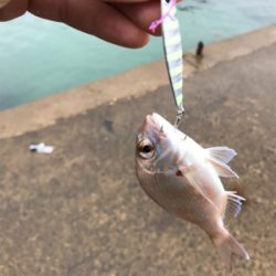 ライトショアジギング