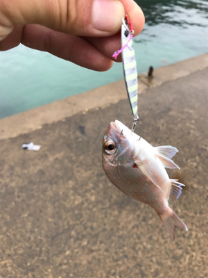 ライトショアジギング