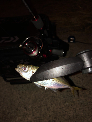 仕事帰りアジング♫