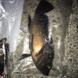 楽しめました！