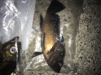 楽しめました！