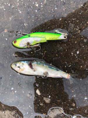 サゴシにハマチ神戸湾奥も賑わってきた