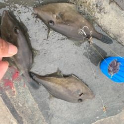 アジ、ハギ大量!イカ丸見え!