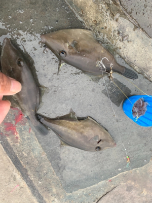 アジ、ハギ大量!イカ丸見え!