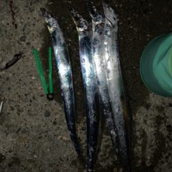 サイズがええ、、