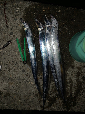 サイズがええ、、