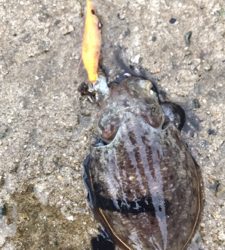 生口島エギング