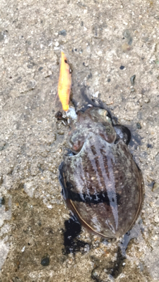 生口島エギング