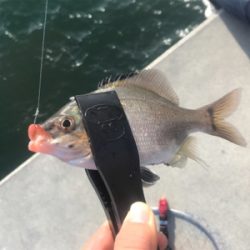 生イキくん最強!