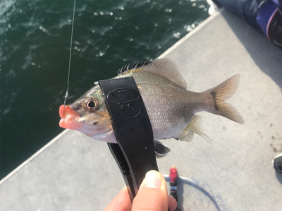 生イキくん最強!