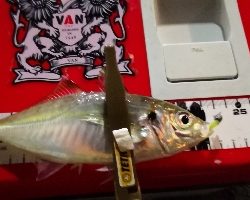 アジング練習22