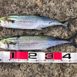 美味しいサゴシゲット^_^♪