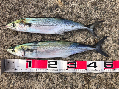 美味しいサゴシゲット^_^♪