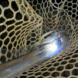 ワインドで鱧ゲット