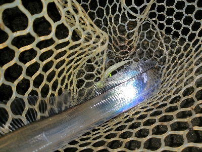 ワインドで鱧ゲット