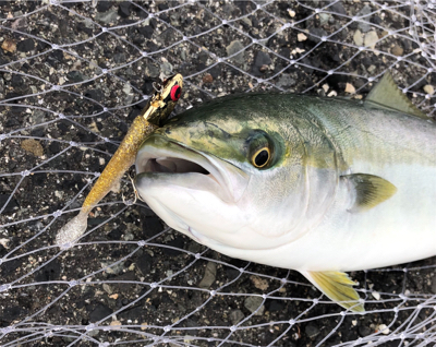 神戸湾奥　ハマチツバスハマチ