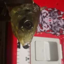 アジング練習23