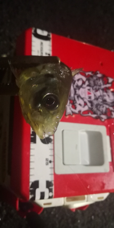 アジング練習23