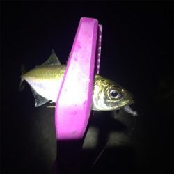 タチウオフィーバーで人居過ぎ