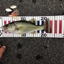 スピナーベイトで秋の爆釣祭り!