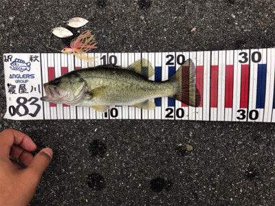 スピナーベイトで秋の爆釣祭り!