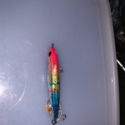 シャローエリア 水深約80cmでシーバス (フラペンs65)