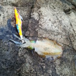 第二回アオリイカ調査