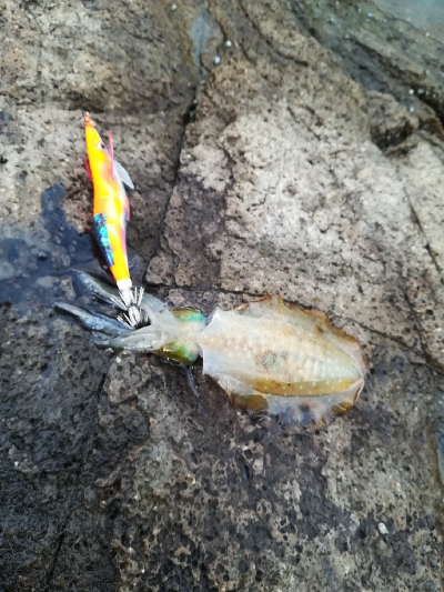 第二回アオリイカ調査