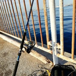 青物釣れてます