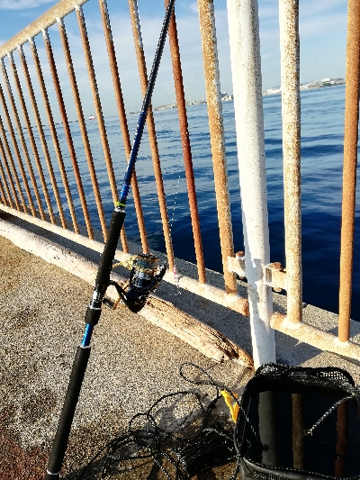 青物釣れてます