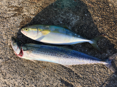 ハマチが釣りたくて…